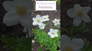 Ветреница лесная (Anemone).🌼