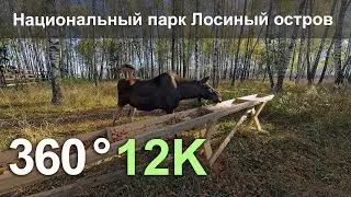 Национальный парк Лосиный остров, Москва. 360 видео в формате 12К.