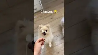 Шпицы собаки соперники 😂 ❤️❤️❤️ #шпиц #собака #животные #pomeranian