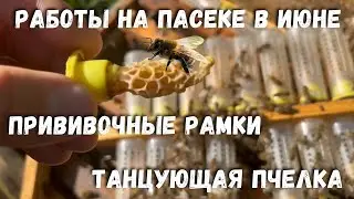 Работы на пасеке в июне. Прививочные рамки. Танцующая пчелка