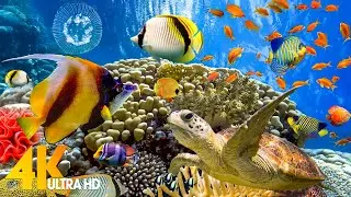 [NEW] 11HRS Stunning 4K Underwater Wonders + Relaxing Music | Coral Reefs & Colorful Sea Life