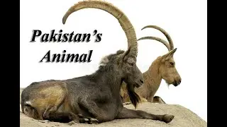 Wild Animals of Pakistan l Animal kinds Living In Pakistan