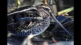 Common Snipe Gallinago gallinago feeding on a bitterly cold winter's day