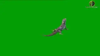 Lizard Green Screen HD