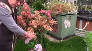 Гортензии.  Подготовка к зиме.