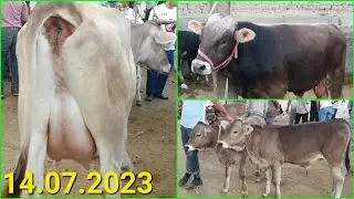14.7.2023 Кашкадарё в, Китоб тумани, Китоб мол бозори видеообзори. Каналга обуна булинг✅️