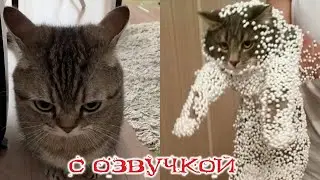 ПРИКОЛЫ С КОТАМИ! Самая смешная озвучка животных! ТЕСТ НА ПСИХИКУ! РЖАКА ДО СЛЕЗ!