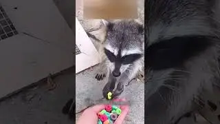 🦝 вырос среди людей 