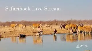 Our Brand New Live Stream Camera at Safarihoek Hide