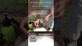 Чудо-раствор от грибка #Shorts