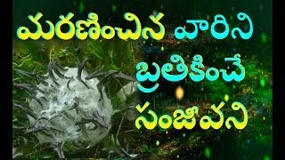 మృత సంజీవని మరణించిన వారిని బ్రతికించే మొక్క రహస్యం // Where is The Hanuman Hill Sanjeevani Buti
