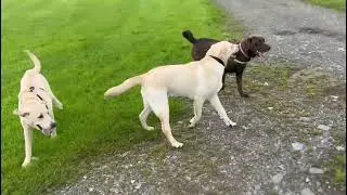 32 week playdate with his sister Kylie and another four-legged pal.