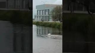 Лебедь взлетает 🦢