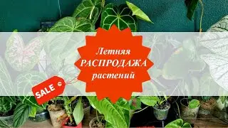 ПлантаКото РАСПРОДАЖА растений онлайн