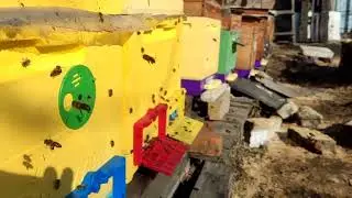 Семьи поджаты и с кормами. 19 марта 2024 г.