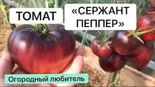 ТОМАТ СЕРЖАНТ ПЕППЕР // обзор // ВЫСЫЛАЮ СЕМЕНА