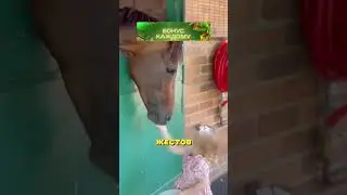 Даже самые вспыльчивые лошади успокаиваются 🐴