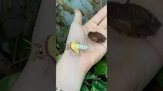 Moon Moth Hatching