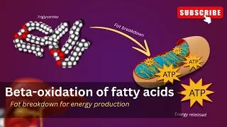 Lipid metabolism Explained 🔍🧬| Fat metabolism |  Beta oxidation of fatty acids