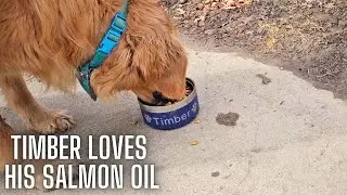 Native Pet Salmon Oil for Dogs & Cats – Pure Omega-3 Fish Oil