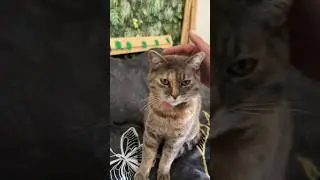 Just an adorable cat eating the cutest way