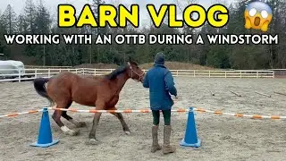 Riding OTTB Mare Bitless & In A Windstorm After 1 month Off | Did I Die?!