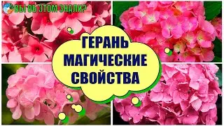 Что лечит Герань?