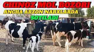 CHINOZ MOL BOZORIDA ONA -BOLA SIGIRLAR NARXLARI BILAN TANISHAMIZ 🐄🐄🐄