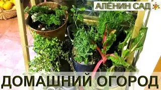 Как организовать домашний огород в квартире? / Что в моем огороде