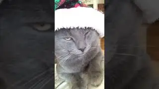 Кот после новогодних праздников