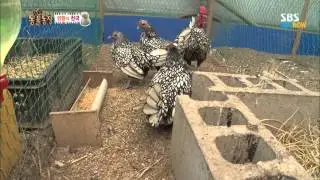 SBS [Animal Farm] - Chicken Heaven.