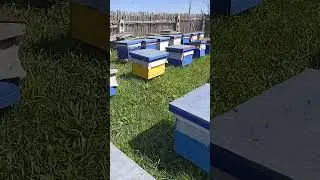 Недели две были заморозки пару дней был снег пчёлы не могли выйти . Потеплело и полетели 15 мая 2024