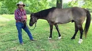 Buying A New Horse - Adding A New Mount to the Ranch