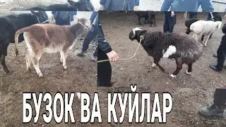 АНДИЖОН АСАКА ХУНАЖИН КУЙ БОЗОРИ.11 03 2021 ANDIJON ASAKA HÒNAJIN QÒY BOZORI.АНДИЖОН МОЛ БОЗОРИ.