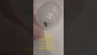 Что делать, если ужалила оса?