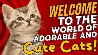 Welcome to the World of Adorable and Cute Cats! 🐾😍