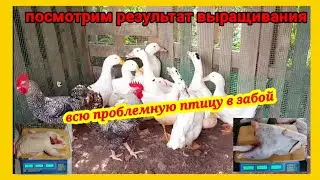 Вес мулардов в 70 дней и вес тушки. Петухи Гриз бар 3 месяца 20 дней вес тушки.