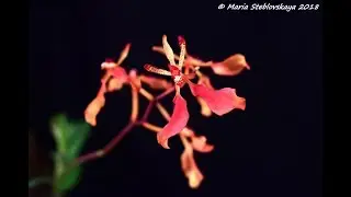 RENANTHERA IMSCHOOTIANA  - описание и основы ухода