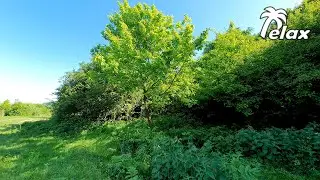 Spring landscapes and Gentle sounds of Spring Forest Nature- Bird Sounds 8hrs
