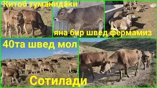 Китоб туманидаки навбатдаки швед фермадамиз. 40та швед мол сотилади.Улгуриб колинг олмокчи булганлар