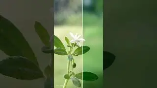 Mobile photography📷Vivo V25 pro Camera Photoshoot #shorts #viral #youtubeshorts #shortsfeed #trendin