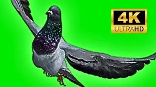 10 Pigeon Green Screen || 4K || Dove Green Screen || 2023 #1