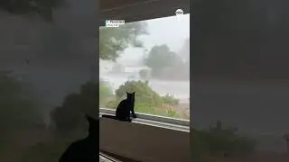 Cat unfazed by monsoon in Arizona