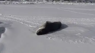 Леопард первая встреча