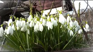 Обзор сада 22.03.2025. Ранняя весна в моём саду.