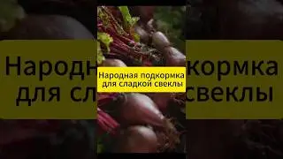Народная подкормка для сладкой свёклы!  