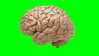 Zoom in Human Brain Green Screen Copyright Free