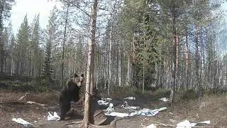 МЕДВЕДЬ НА ПРИВАДЕ / ВИДЕО С ФОТОЛОВУШКИ / BEAR OVER BAIT / VIDEO CAMERA TRAPS