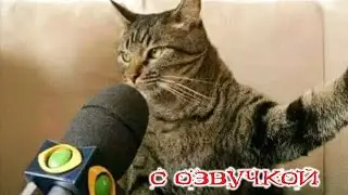 Приколы с котами! С ОЗВУЧКОЙ! - смешные коты и собаки! Самые смешные животные! до слёз!