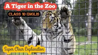 A Tiger In The Zoo / Class 10 / CBSE / English Abaca